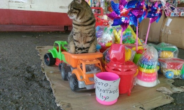 Одесситов умиляет кот, живущих в игрушечных машинах