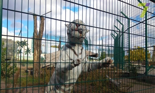 В Одесском зоопарке родились трое тигрят 