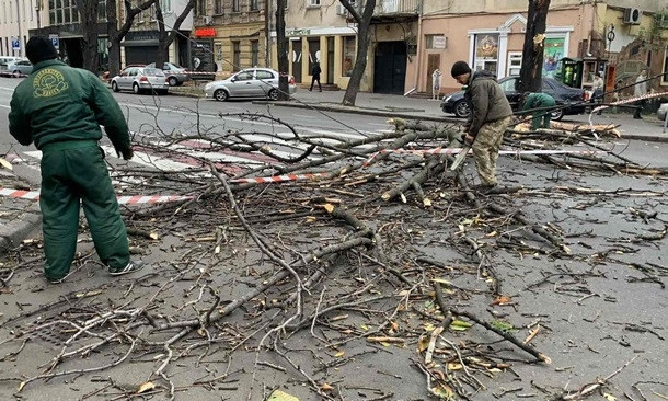 Ветер повалил в Одессе десятки деревьев 
