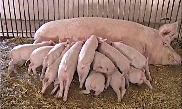 На рынках Одесской области запрещено торговать свининой