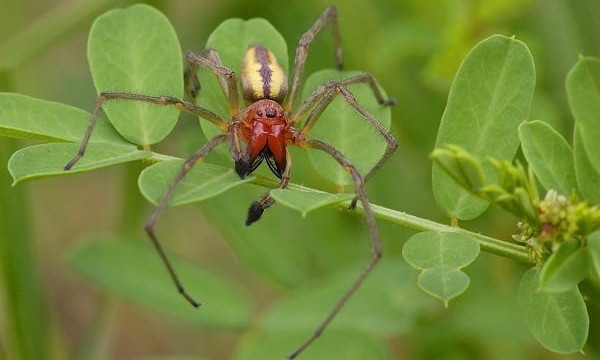 В Одесской области появился паук с болезненным укусом