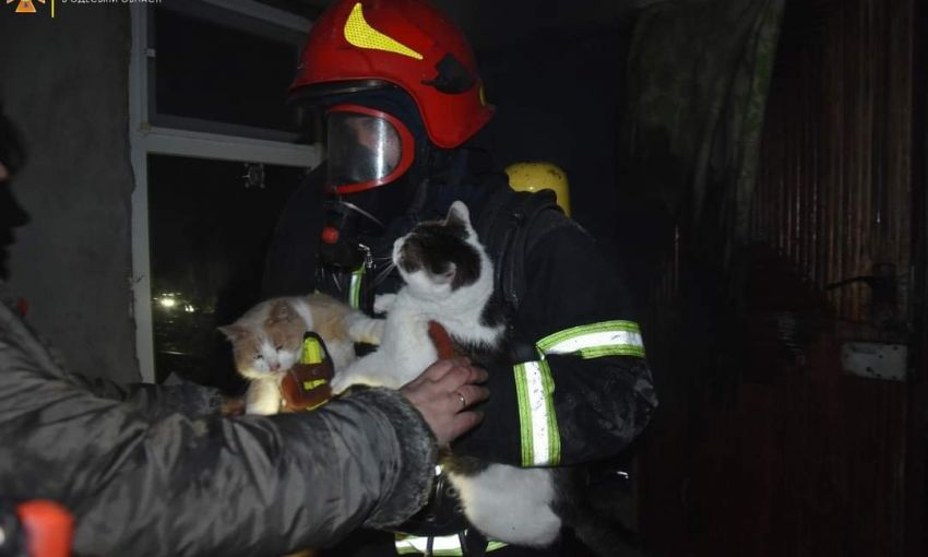 Из пожара в центре Одессы спасли двух кошек и собаку