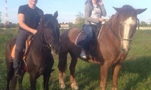 В Одессе нашлись пропавшие лошади