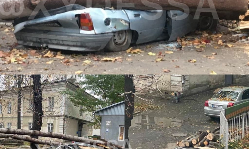 В Одессе дерево вдребезги разгромило машину 