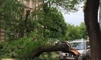 В Одессе упало дерево