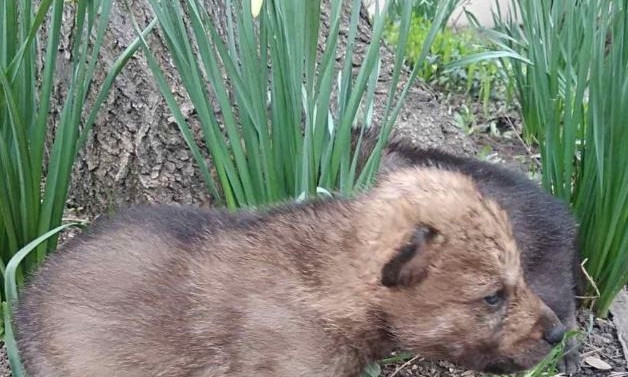 В Одесском зоопарке мать-волчица отказалась от новорожденных детенышей