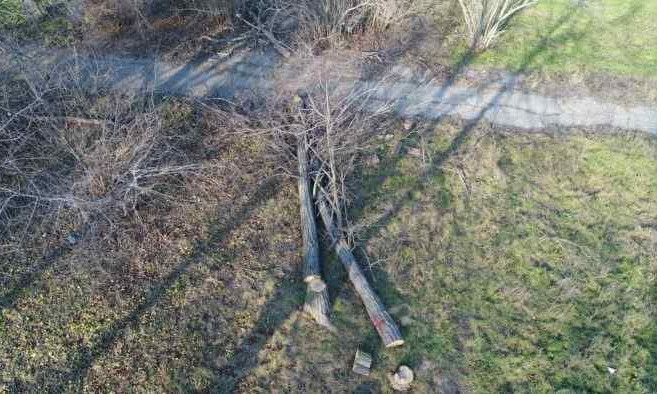 В санатории "Лермонтовский" незаконно пилят деревья 