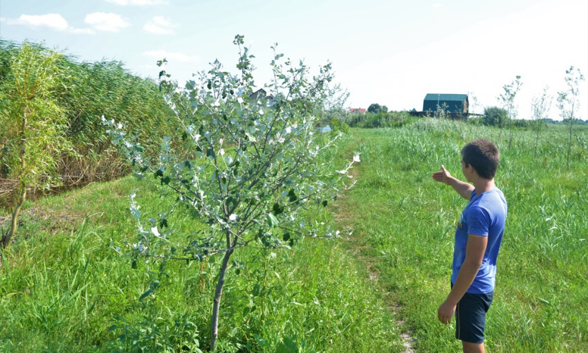 В Одесской области подросток высадил больше ста деревьев 