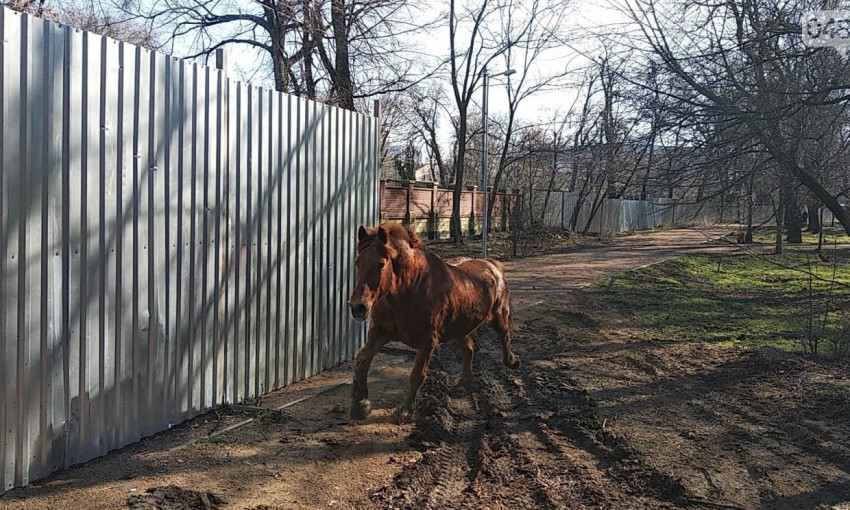 Из одесского зоопарка вырвался на свободу конь