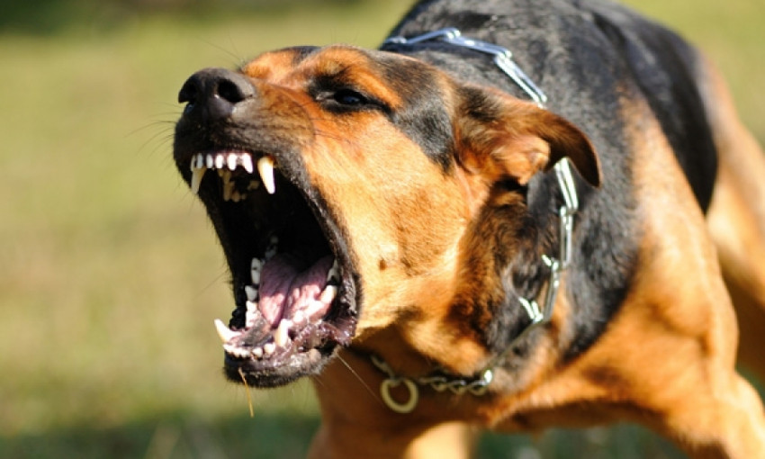Осторожно: бродячие псы «пометили» территорию близ Одесского аэропорта