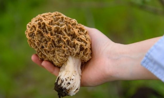 Под Одессой собирают огромные грибы