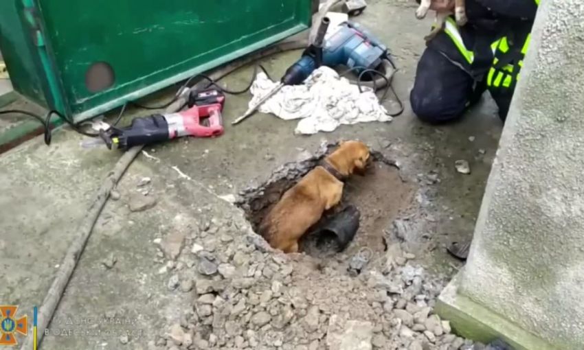 В Одесской области спасли щенка, который забрался в ливневку частного дома