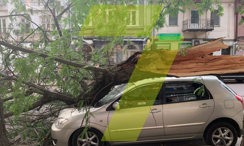 В Одессе дерево рухнуло на припаркованный автомобиль 