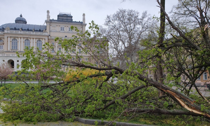 Неподалёку от Одесского горсовета рухнуло дерево (ФОТО)