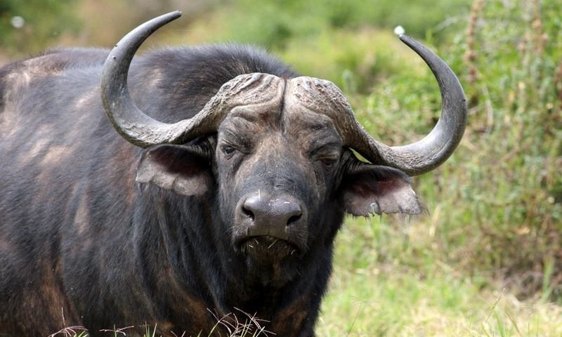 В Одесской области буйволов пришлось  увезти из экопарка из-за бескормицы 