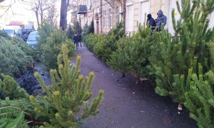В Одессе продают нелегальные елки 