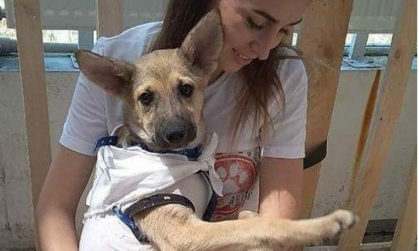 Собаку, искусавшую одесскую зоозащитницу, пришлось усыпить