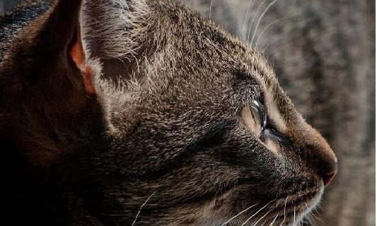 Выставка кошек в Одессе прошла по законам карантина