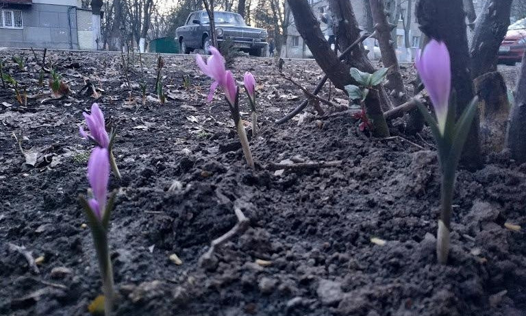 По улицам Одессы разлился аромат весны