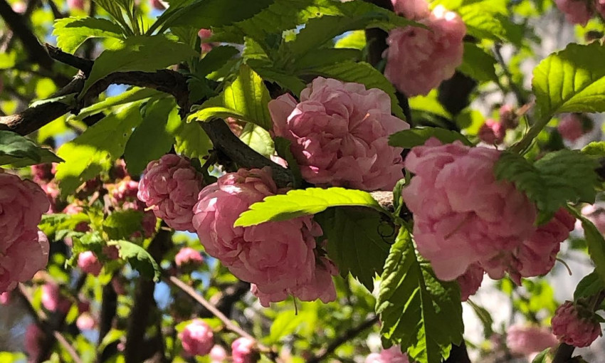 Весна с привкусом Японии – в Одессе зацвела сакура 