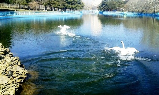 В парк Победы вернулись прекрасные лебеди