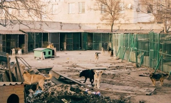 Приюты: где в Одессе взять питомца?