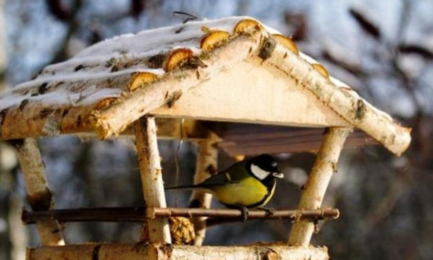 Одесситов призывают кормить птиц