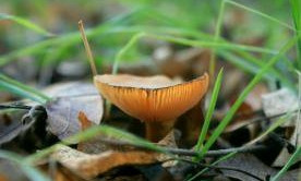 В Одесской области в январе появились грибы 