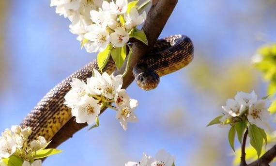 На цветущих деревьях в Тилигульском парке поселились змеи (ФОТО)