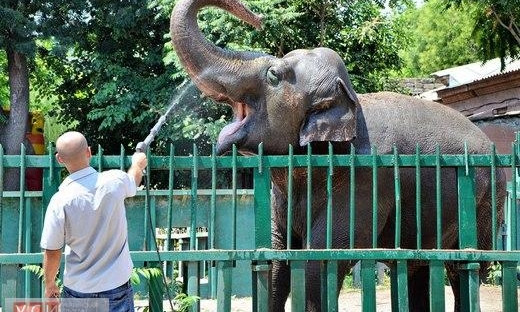В эту субботу Одесский зоопарк отмечает 37-летие слонихи Вэнди