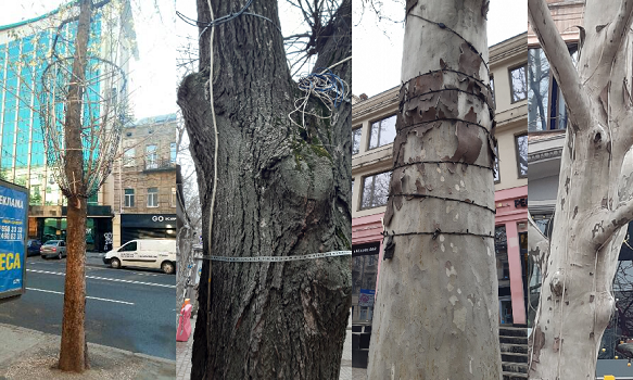 Бизнесменов и жителей улицы Екатерининской просят убрать иллюминацию с деревьев 