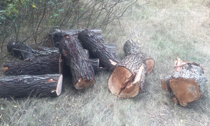 Трое горе-лесорубов незаконно занимались вырубкой деревьев