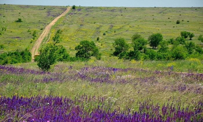 В Одесской области восстанавливают степи