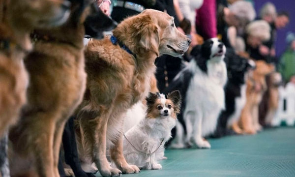В Одессе пройдут Национальный чемпионат Dog Puller и собачий праздник