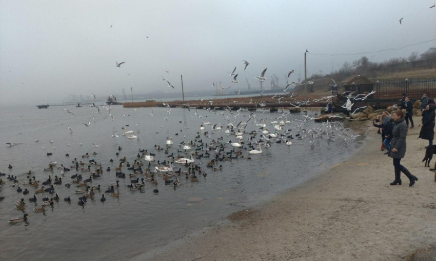 Возле Черноморска остались зимовать птицы 
