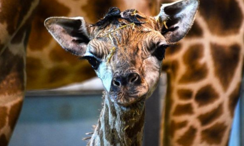 В Биопарке Одессы пополнение - родился жираф Ротшильда (видео)