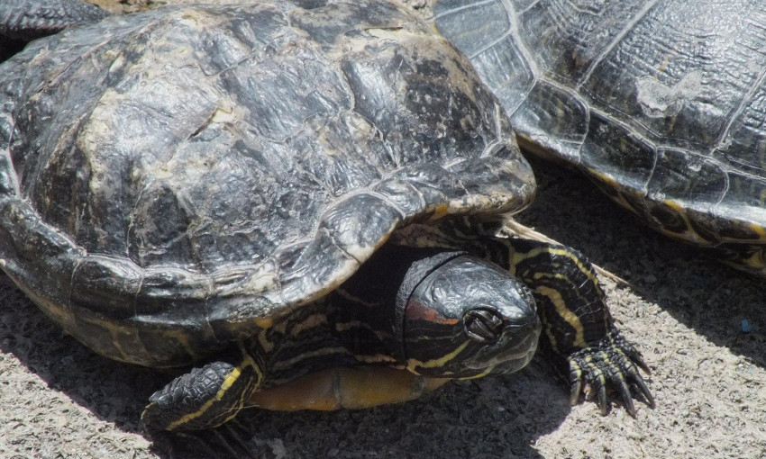 В парке Победы красноухие черепахи вылезли из пруда погреться (ФОТО)