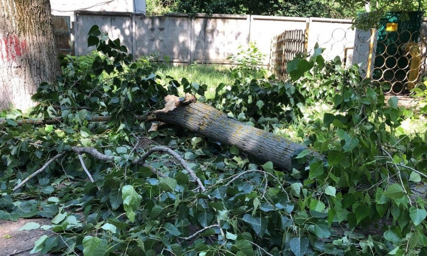 Одна из улиц на Таирово оказалась обесточеной из-за упавшей ветки