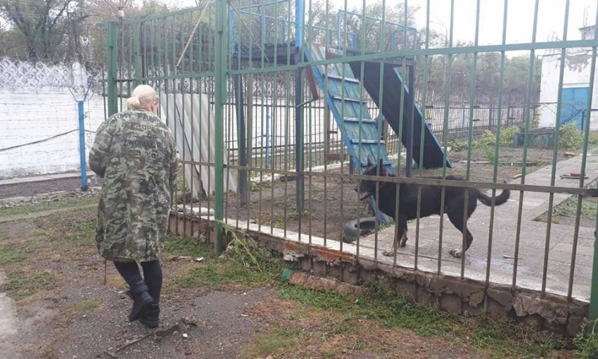 В Одессе собаки оказались заложниками колонии 