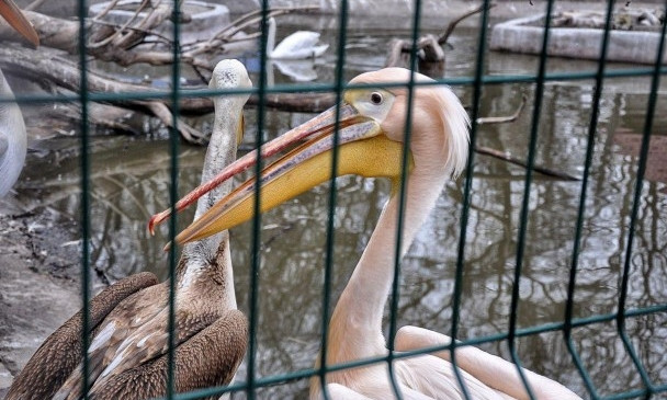 «Пару года» в Одесском зоопарке накормили рыбой (ФОТО, ВИДЕО)