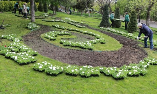 В Одессе высадят 600 000 цветов  