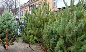 В Одесской области начинают появляться первые новогодние елки 