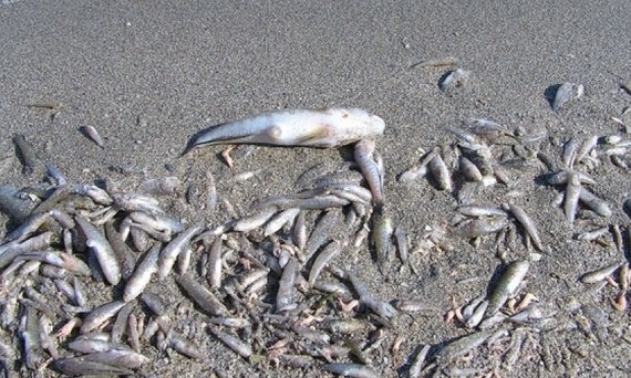 В Тилигульском лимане массово вымирает рыба – под угрозой оказался курорт в Коблево 