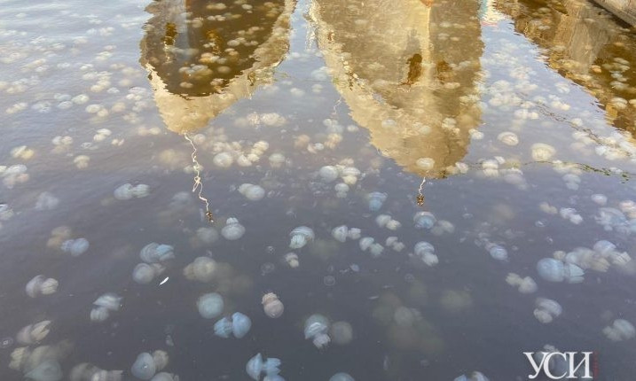 В Одессу приплыли сотни медуз 