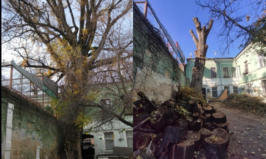 Валят дерево - звоните: в Одессе появилась горячая линия защиты насаждений