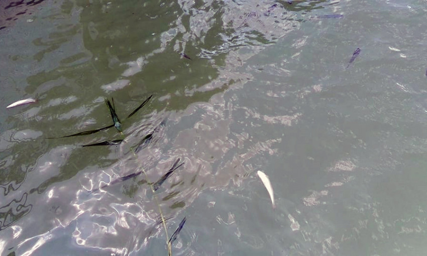 В Хаджибейском лимане снова дохнет рыба, — жители села Нерубайского