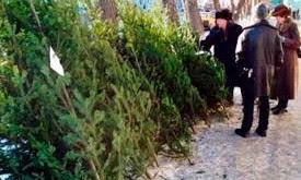 Одесситы могут поддержать петицию против спиливания живых ёлок на новогодние праздники