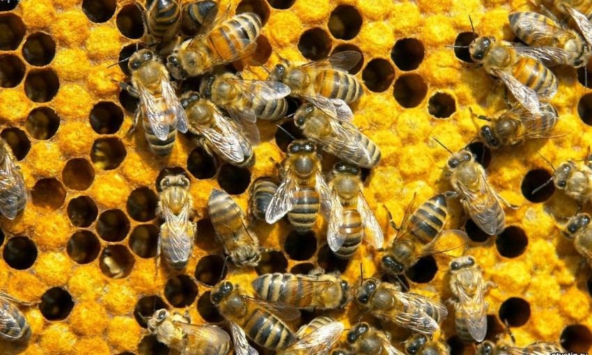 Одесситов атакуют пчёлы (ФОТО)