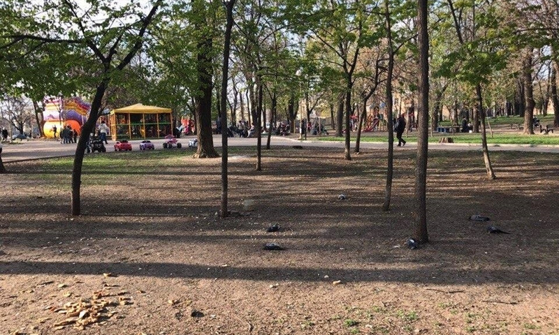 В Одессе началась массовая травля голубей