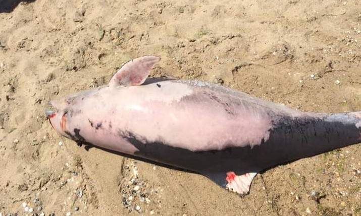 В Затоке мёртвого дельфина прибивает к берегу третий день подряд (ФОТО, ВИДЕО)